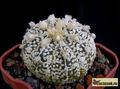 ASTROPHYTUM  asterias cv.Superkabuto